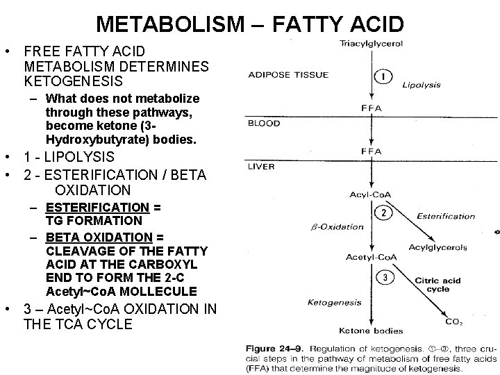 METABOLISM – FATTY ACID • FREE FATTY ACID METABOLISM DETERMINES KETOGENESIS – What does