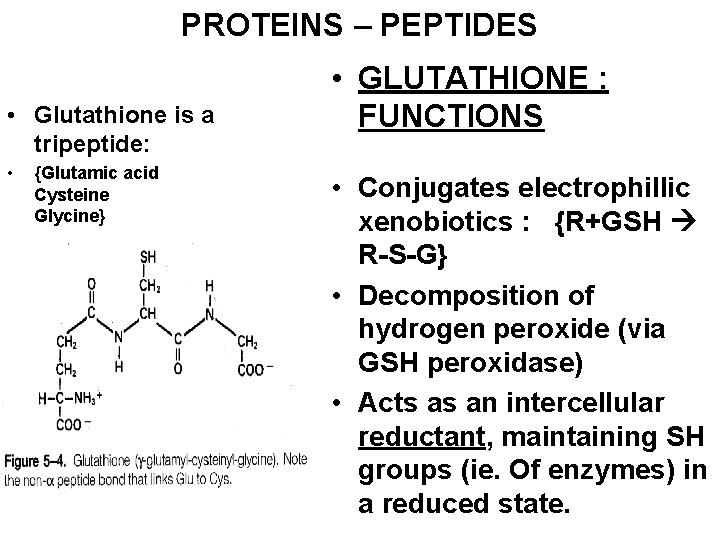 PROTEINS – PEPTIDES • Glutathione is a tripeptide: • {Glutamic acid Cysteine Glycine} •