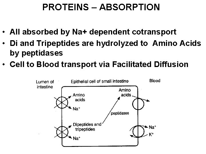 PROTEINS – ABSORPTION • All absorbed by Na+ dependent cotransport • Di and Tripeptides