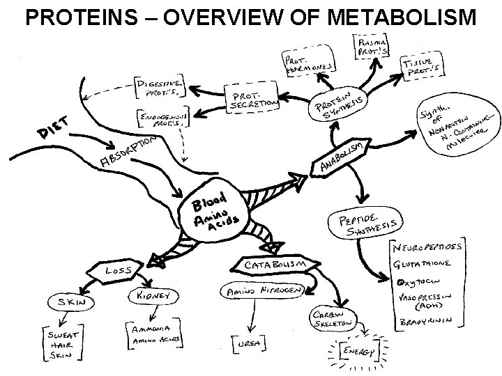 PROTEINS – OVERVIEW OF METABOLISM 