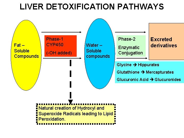 LIVER DETOXIFICATION PATHWAYS Fat – Soluble Compounds Phase-1 CYP 450 (-OH added) Phase-2 Water