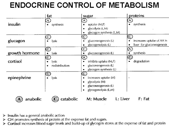 ENDOCRINE CONTROL OF METABOLISM 