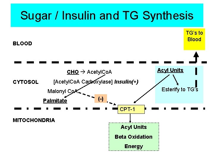 Sugar / Insulin and TG Synthesis TG’s to Blood BLOOD Acyl Units CHO Acetyl.