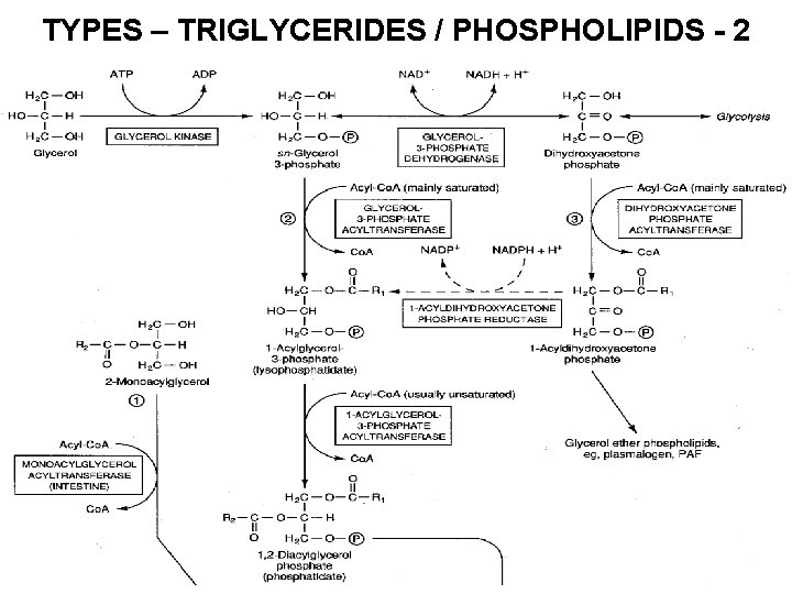 TYPES – TRIGLYCERIDES / PHOSPHOLIPIDS - 2 