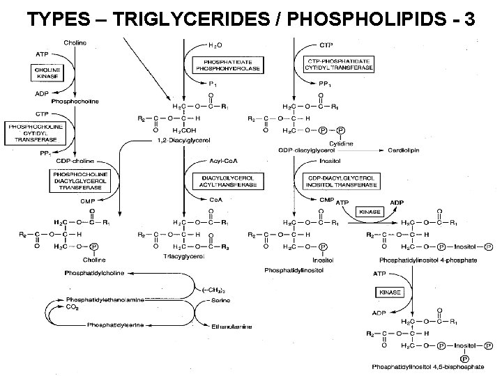 TYPES – TRIGLYCERIDES / PHOSPHOLIPIDS - 3 