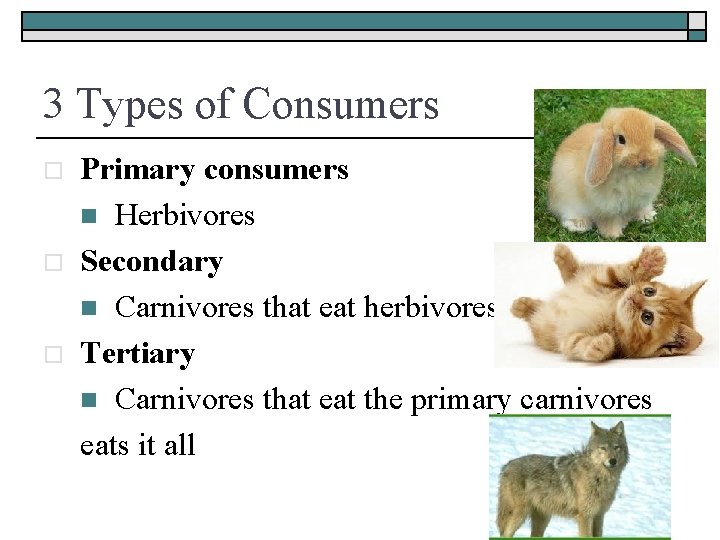 3 Types of Consumers o o o Primary consumers n Herbivores Secondary n Carnivores