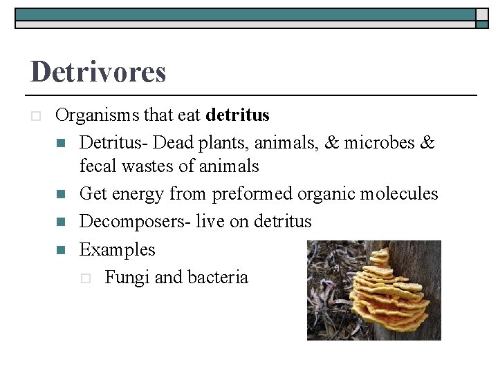 Detrivores o Organisms that eat detritus n Detritus- Dead plants, animals, & microbes &