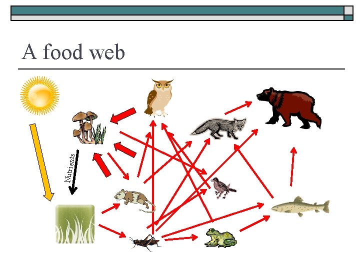 Nutrient s A food web 