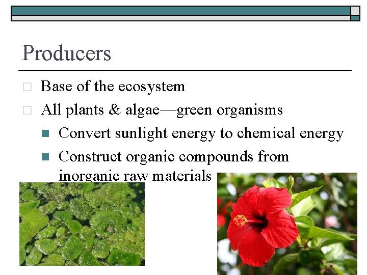 Producers o o Base of the ecosystem All plants & algae—green organisms n Convert