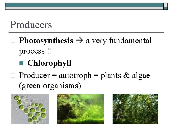 Producers o o Photosynthesis a very fundamental process !! n Chlorophyll Producer = autotroph