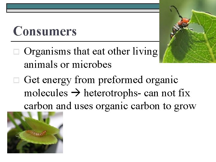 Consumers o o Organisms that eat other living plants, animals or microbes Get energy
