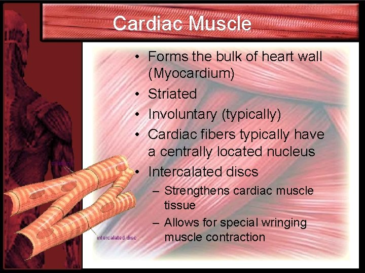 Cardiac Muscle • Forms the bulk of heart wall (Myocardium) • Striated • Involuntary