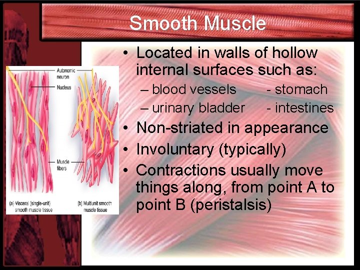 Smooth Muscle • Located in walls of hollow internal surfaces such as: – blood