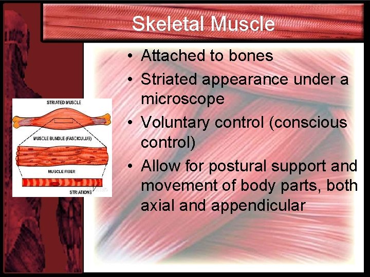 Skeletal Muscle • Attached to bones • Striated appearance under a microscope • Voluntary