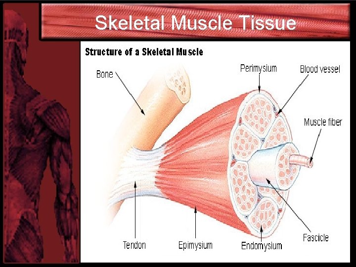 Skeletal Muscle Tissue 