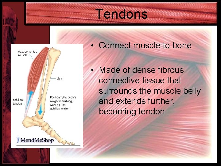 Tendons • Connect muscle to bone • Made of dense fibrous connective tissue that