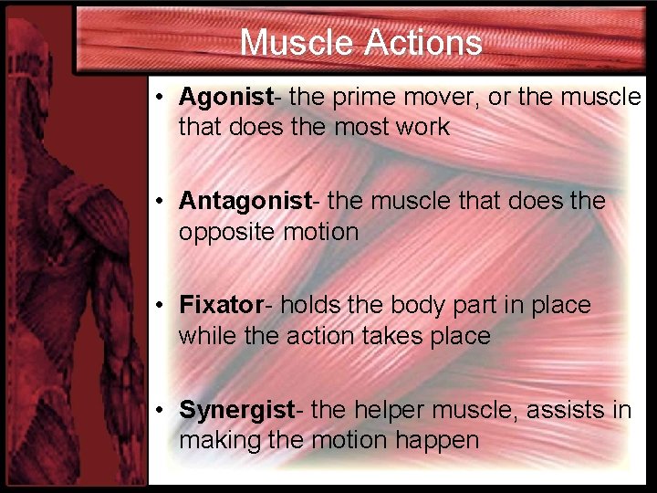 Muscle Actions • Agonist- the prime mover, or the muscle that does the most