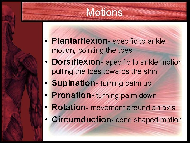 Motions • Plantarflexion- specific to ankle motion, pointing the toes • Dorsiflexion- specific to