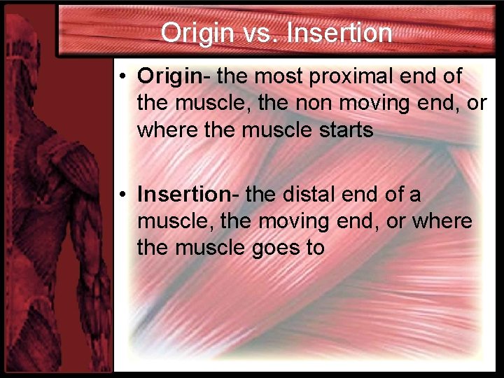 Origin vs. Insertion • Origin- the most proximal end of the muscle, the non
