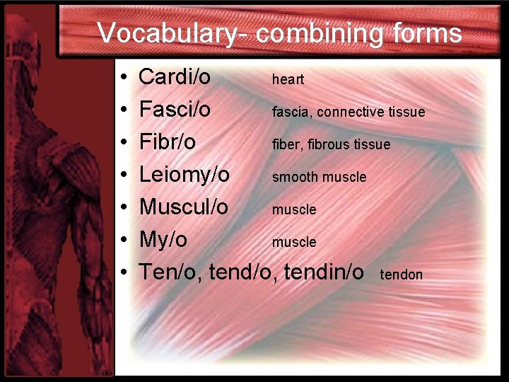 Vocabulary- combining forms • • Cardi/o heart Fasci/o fascia, connective tissue Fibr/o fiber, fibrous