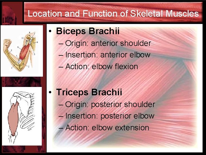 Location and Function of Skeletal Muscles • Biceps Brachii – Origin: anterior shoulder –