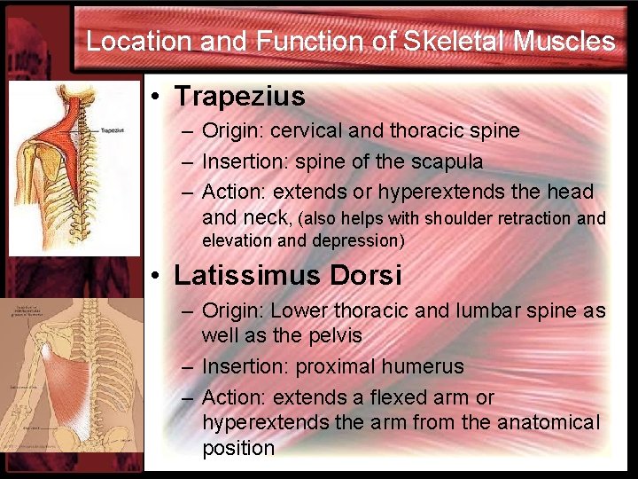 Location and Function of Skeletal Muscles • Trapezius – Origin: cervical and thoracic spine