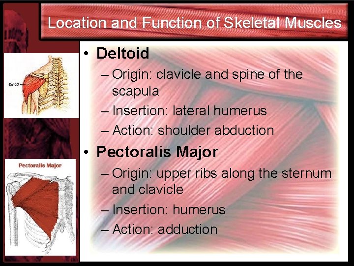 Location and Function of Skeletal Muscles • Deltoid – Origin: clavicle and spine of