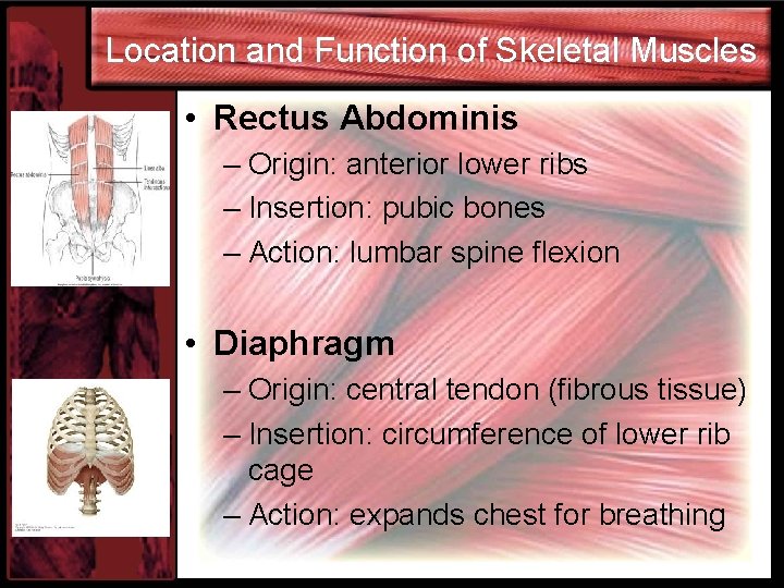 Location and Function of Skeletal Muscles • Rectus Abdominis – Origin: anterior lower ribs