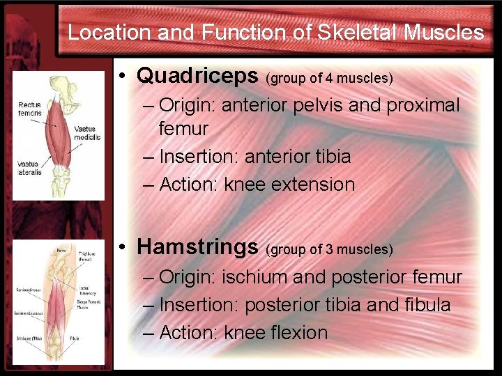 Location and Function of Skeletal Muscles • Quadriceps (group of 4 muscles) – Origin:
