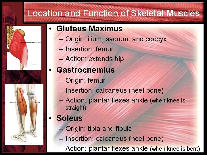 Location and Function of Skeletal Muscles • Gluteus Maximus – Origin: ilium, sacrum, and