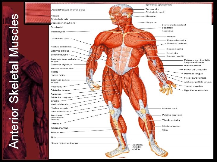 Anterior Skeletal Muscles 