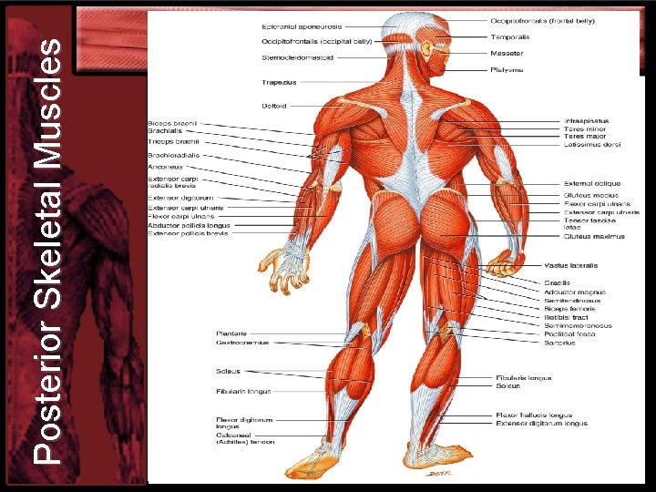 Posterior Skeletal Muscles 