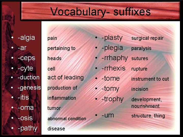 Vocabulary- suffixes • • -algia -ar -ceps -cyte pain pertaining to heads cell •