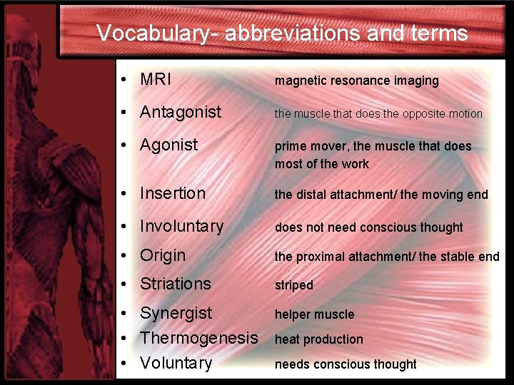Vocabulary- abbreviations and terms • MRI magnetic resonance imaging • Antagonist the muscle that