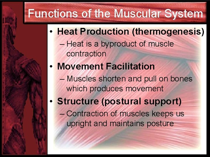 Functions of the Muscular System • Heat Production (thermogenesis) – Heat is a byproduct