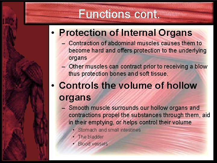 Functions cont. • Protection of Internal Organs – Contraction of abdominal muscles causes them