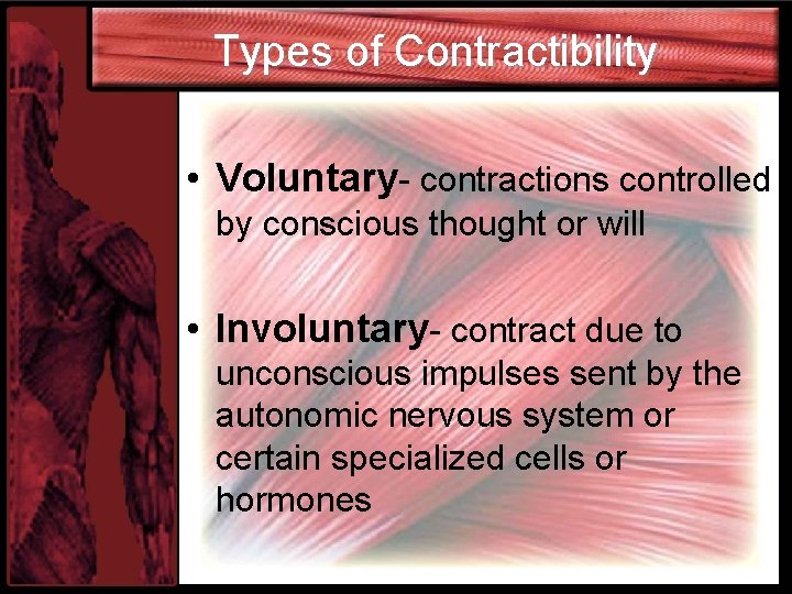 Types of Contractibility • Voluntary- contractions controlled by conscious thought or will • Involuntary-