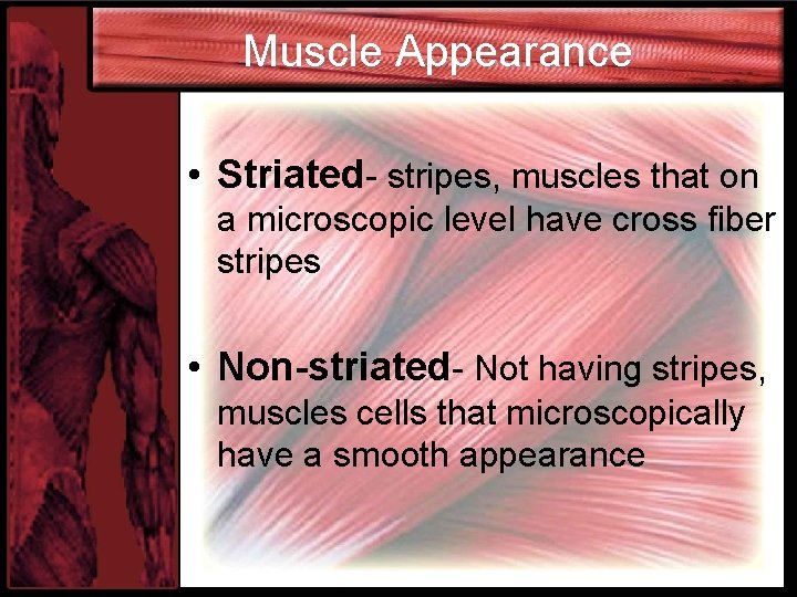 Muscle Appearance • Striated- stripes, muscles that on a microscopic level have cross fiber