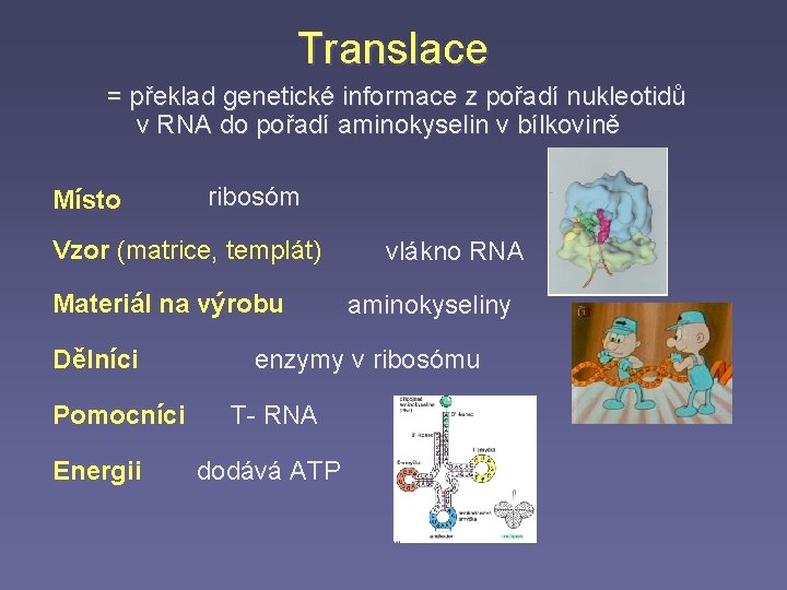 Translace = překlad genetické informace z pořadí nukleotidů v RNA do pořadí aminokyselin v