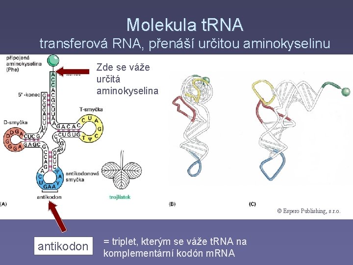 Molekula t. RNA transferová RNA, přenáší určitou aminokyselinu Zde se váže určitá aminokyselina ©