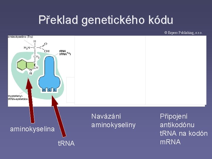 Překlad genetického kódu © Espero Publishing, s. r. o. Navázání aminokyseliny aminokyselina t. RNA