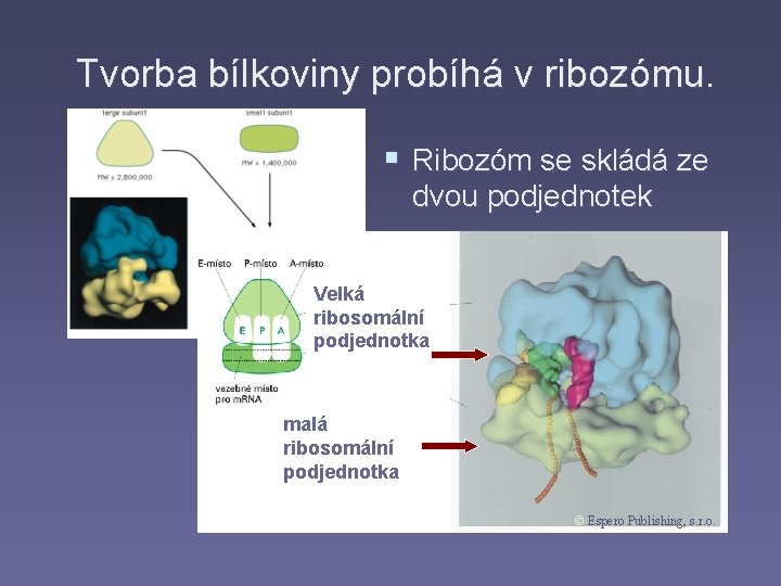 Tvorba bílkoviny probíhá v ribozómu. § Ribozóm se skládá ze dvou podjednotek Velká ribosomální