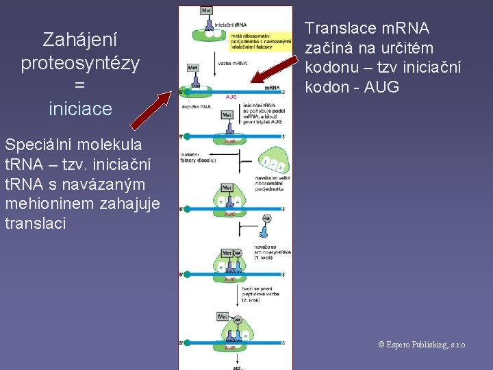 Zahájení proteosyntézy = iniciace Translace m. RNA začíná na určitém kodonu – tzv iniciační