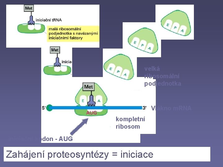 velká ribosomální podjednotka Vlákno m. RNA kompletní ribosom iniciační kodon - AUG Zahájení proteosyntézy