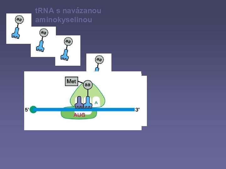 t. RNA s navázanou aminokyselinou 