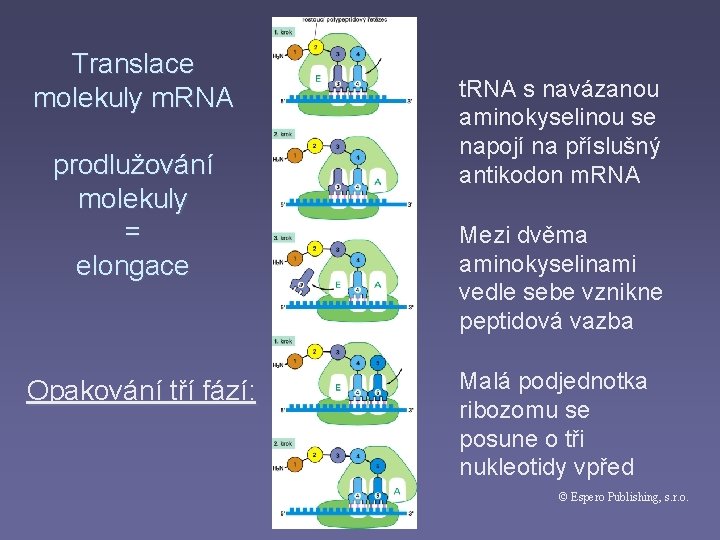 Translace molekuly m. RNA prodlužování molekuly = elongace Opakování tří fází: t. RNA s