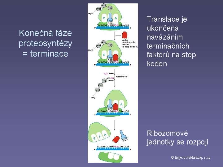 Konečná fáze proteosyntézy = terminace Translace je ukončena navázáním terminačních faktorů na stop kodon