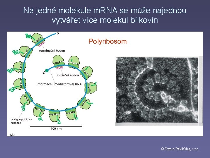 Na jedné molekule m. RNA se může najednou vytvářet více molekul bílkovin Polyribosom ©