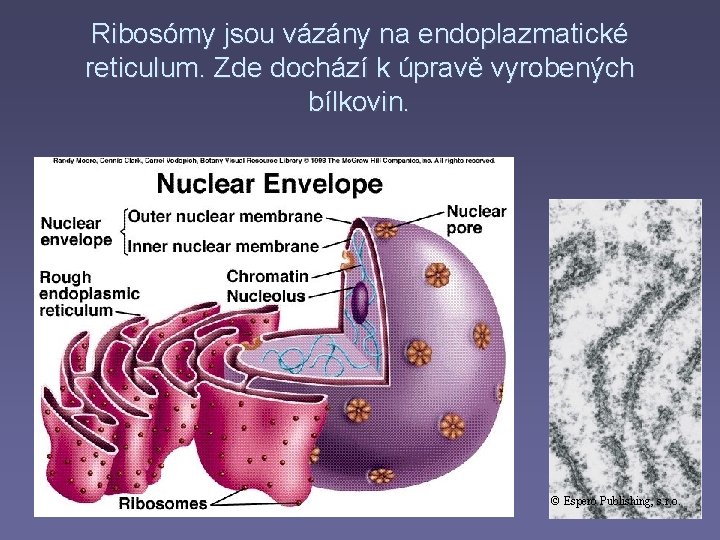 Ribosómy jsou vázány na endoplazmatické reticulum. Zde dochází k úpravě vyrobených bílkovin. © Espero