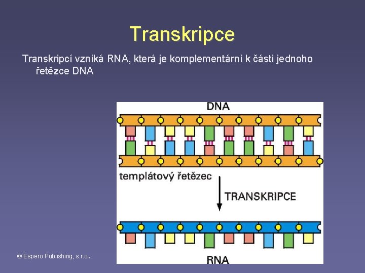 Transkripce Transkripcí vzniká RNA, která je komplementární k části jednoho řetězce DNA © Espero